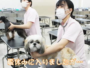 夏休みもモデル犬の健康チェック！